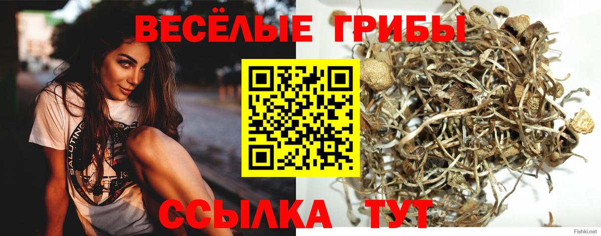 Псилоцибиновые грибы Psilocybine cubensis Хабаровск